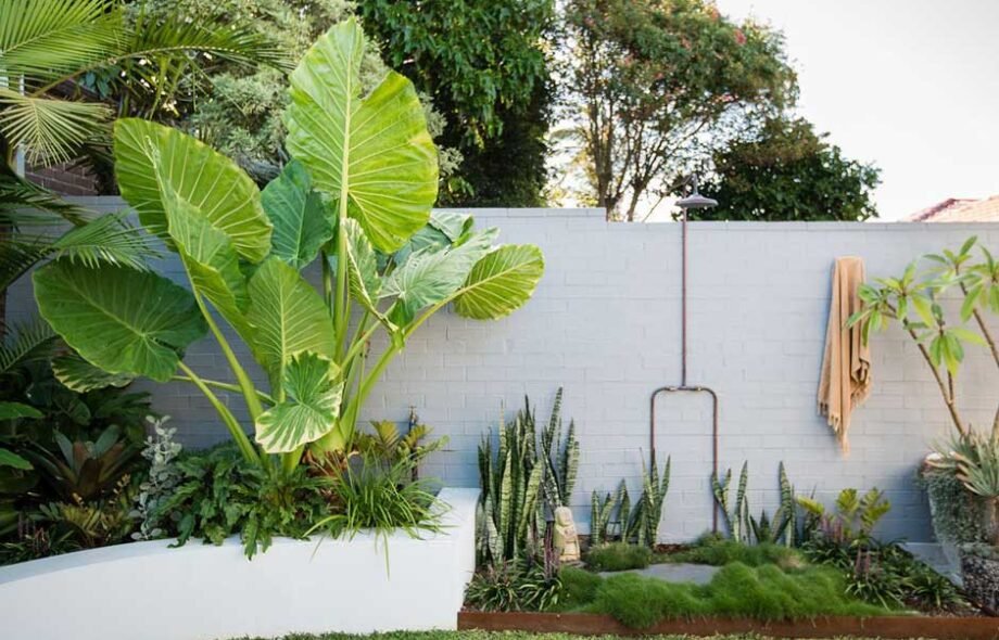 The Ultimate Tropical Addition to Your Garden
