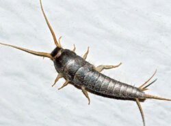 Silverfish